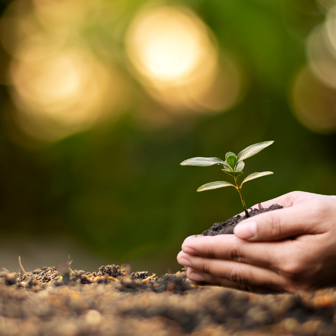 Hands planting a seedling in rich soil, symbolizing the intentional cultivation of personal wellbeing